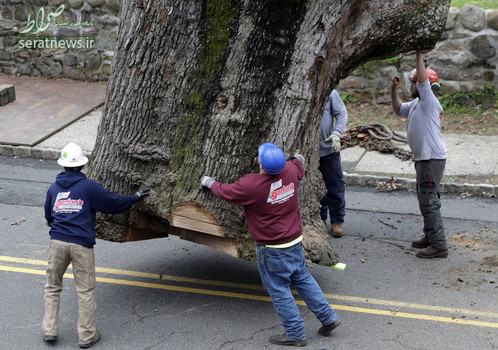 خدمه حمل یک درخت بلوط  قطع شده 600 ساله توسط جرثقیل - نیوجرسی، آمریکا