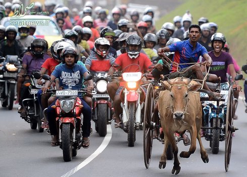 دهها موتورسوار به دنبال یک گاری سوار در طول برگزاری یک مسابقه سنتی در سریلانکا