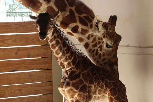 یک بچه زرافه تازه متولد شده در پارک حیوانات نیویورک