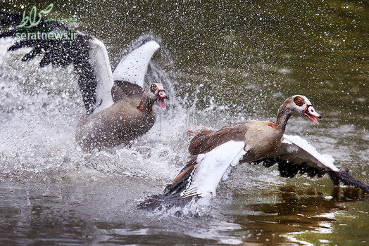 پرواز دو غاز وحشی از روی رودخانه فرانکفورت آلمان