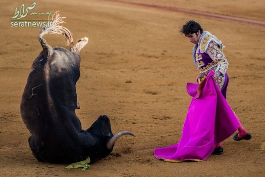 کله پا شدن یک گاو وحشی مقابل یک گاو باز - سویل، اسپانیا