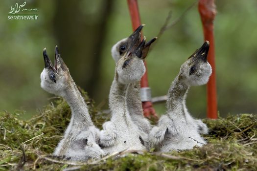 انتظار جوجه لک لک ها برای گرفتن غذا در پارک حیات وحش آلمان