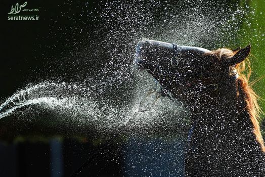 شستشوی یک اسب قبل از شرکت در مسابقه در استرالیا