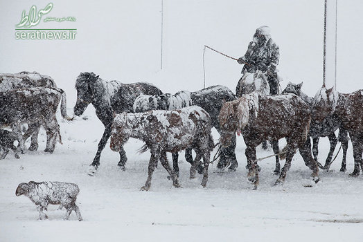 یک چوپان با گله خود در برف سنگین منطقه آلتای، سین کیانگ چین
