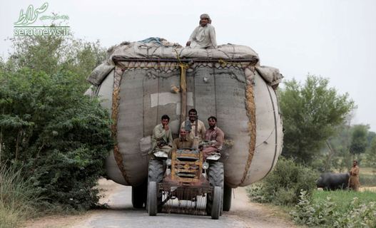 کشاورزان پاکستانی در حال حمل یک محموله کاه پشت یک تراکتور در روستای فیصل آباد
