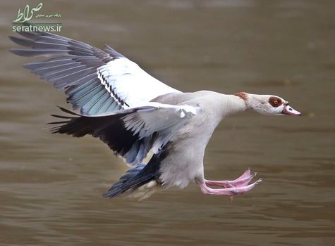 پرواز یک غاز وحشی در رودخانه اصلی فرانکفورت آلمان