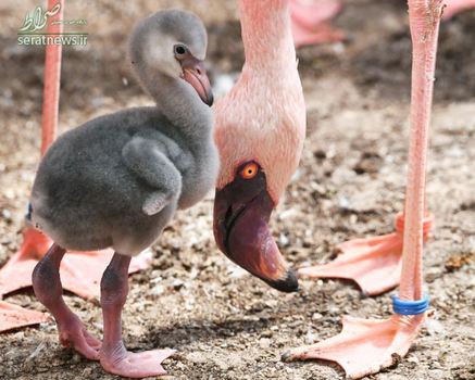 یک فلامینگوی تازه متولد شده در باغ وحشی در کارلسروهه آلمان