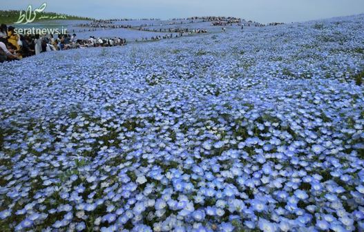یک دشت گل‌های بیشه‌دوست در پارک ساحلی هیتاچی ژاپن