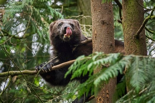 یک خرس روی درخت در منطقه جنگلی فنلاند