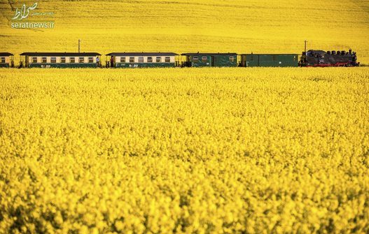 عبور یک قطار قدیمی از میان دشت کلزا در آلمان