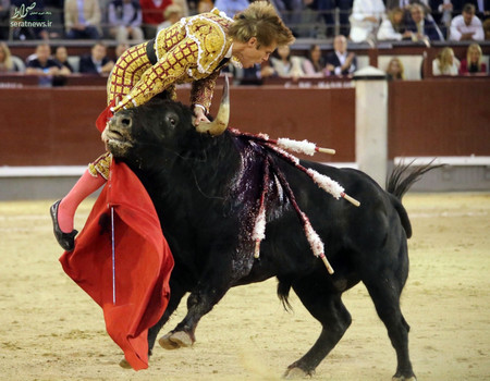جدال خاویر خیمنز ماتادور اسپانیایی با یک گاو نر