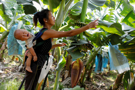 یک زن چینی با بچه خود در حال چیدن موز از یک مزرعه