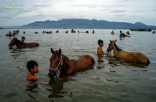 سوارکاران در حال شستشوی اسب های خود در یک رودخانه - بیما، اندونزی