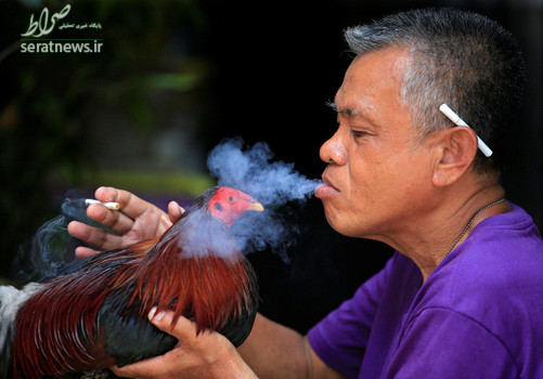 یک مرد فیلیپینی با خروس جنگی خود 