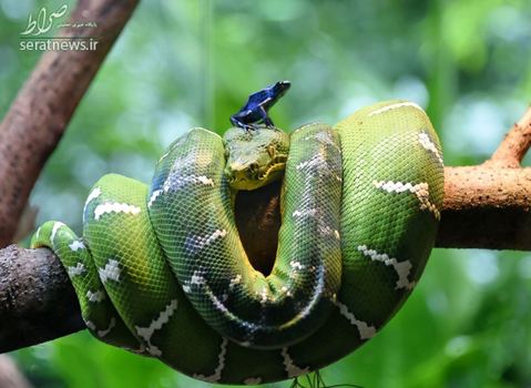 یک قورباغه سمی نشسته بر روی یک مار بوای سبز در باغ وحش سنگاپور