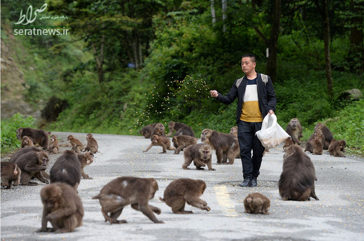 مردی در حال تغذیه دادن به میمون ها در استان سیچوان چین