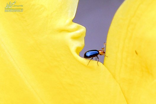 یک سوسک کوچک در داخل یک گل - تگوسیگالپا، هندوراس