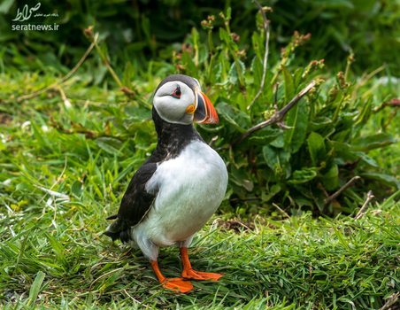 یک طوطی دریایی در نورتامبرلند انگلستان
