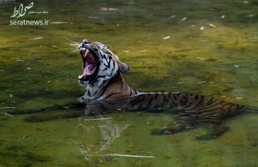 یک ببر هندی که در پی گرمای هوا در یک استخر دراز کشیده است