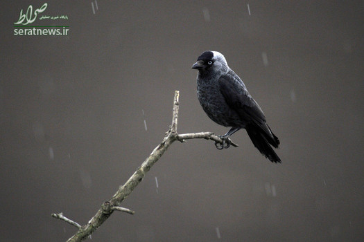 یک زاغچه در بوداپست مجارستان