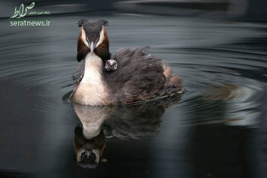 کشیم شانه‌دار بزرگ در حال حمل جوجه اش در لندن انگلیس
