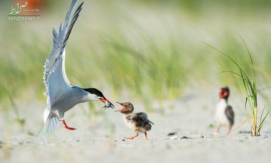 پرستوی دریایی در حال غذا دادن به جوجه اش در نیویورک