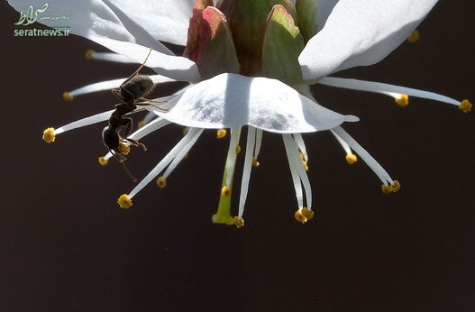 یک مورچه در حال جمع آوری گرده گل درخت گیلاس در حومه مسکو