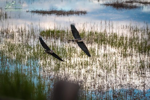 پرواز یک جفت حواصل در پناهگاه ملی حیات وحش آمریکا