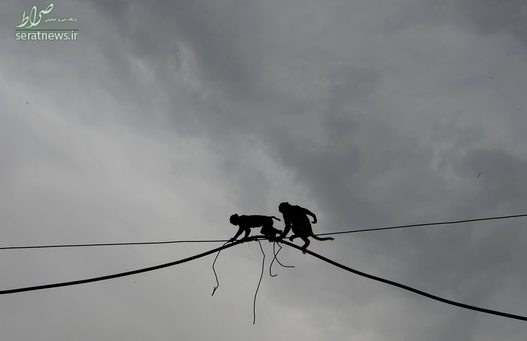 عبور یک جفت میمون از روی سیم های برق در دهلی نو