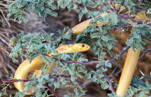 یک مار کبرای زرد در پارک ملی آفریقای جنوبی