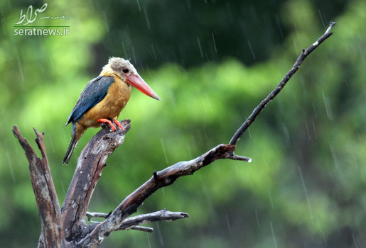 لک لک منقار مرغ ماهیخوار نشسته بر روی یک درخت در جنگلهای اندونزی