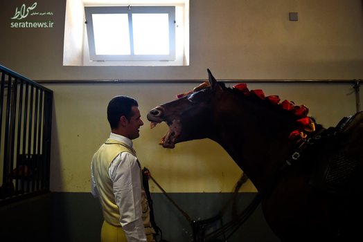 یک سوارکار در مقابل اسب خود در لیسبون پرتغال