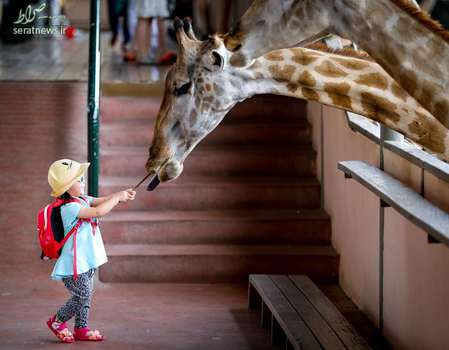 یک دختربچه در حال دادن تغذیه به یک زرافه در بانکوک تایلند