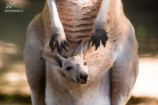 یک بچه کانگورو در کیسه مادر خود در باغ وحش نیره کازای مجارستان