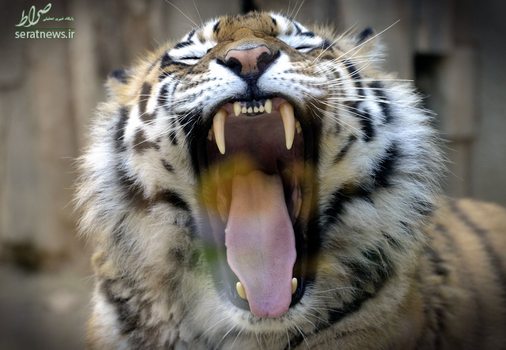 خمیازه یک ببر سیبری در باغ وحشی در الوموک جمهوری چک