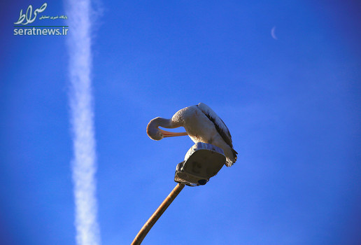 یک پلیکان نشسته بر روی یک چراغ خیابانی در حومه سیدنی استرالیا