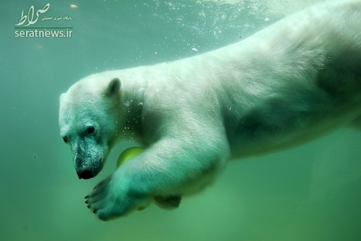 شنای یک خرس قطبی با توپ در اسختخری در ووپرتال آلمان