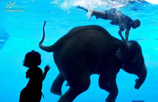 سائن دائو، فیل 8 ساله در حال شنا با یک فیلبان - چونبوری، تایلند