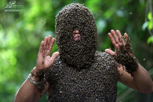 هزاران زنبور عسل وحشی بر روی بدن یک پرورش دهنده زنبور عسل در ویتنام