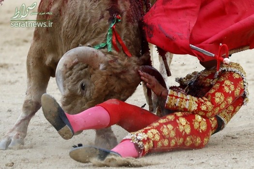 حمله یک گاو وحشی به یک ماتادور به زمین افتاده