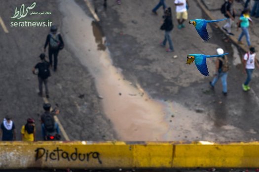 پرواز دو طوطی بر فراز تظاهرات و درگیری مخالفان نیکلاس مادرو با نیروهای پلیس ضد شورش در کاراکاس