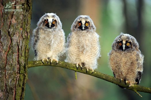 سه جوجه جغد شاخدار در پناهگاه حیات وحش بلاروس