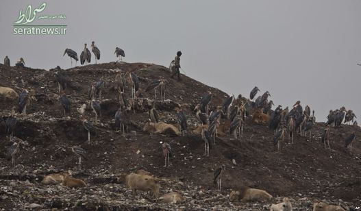 یک کودک در حال جمع آواری مواد قابل بازیافت از محل دفن زباله ها در حومه گواتی ایالت آسام هند