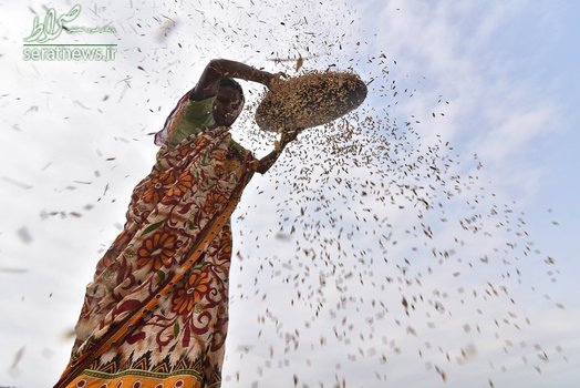 یک زن کشاورز هندی در حال باد دادن برنج برای جداسازی ساقه