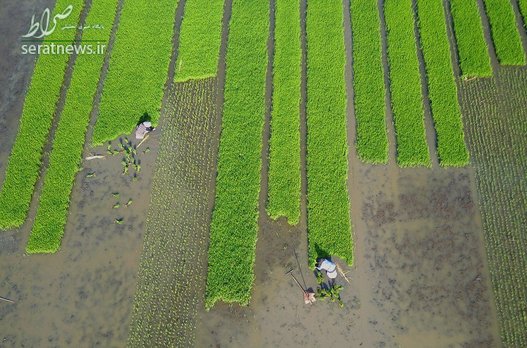 تصویری هوایی از مزارع برنج در استان  جیانگ سو شرقی چین