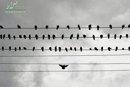 کبوترهای نشسته روی سیم های تیر چراغ برق در کلمبو