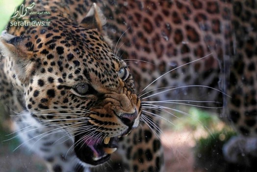 یک پلنگ آفریقایی در پارک حیوانات مصر