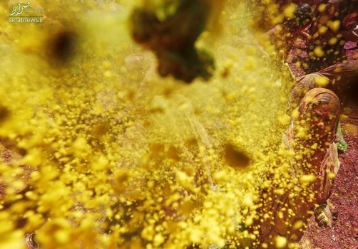 جشن رنگها در هند (جشن هولی)