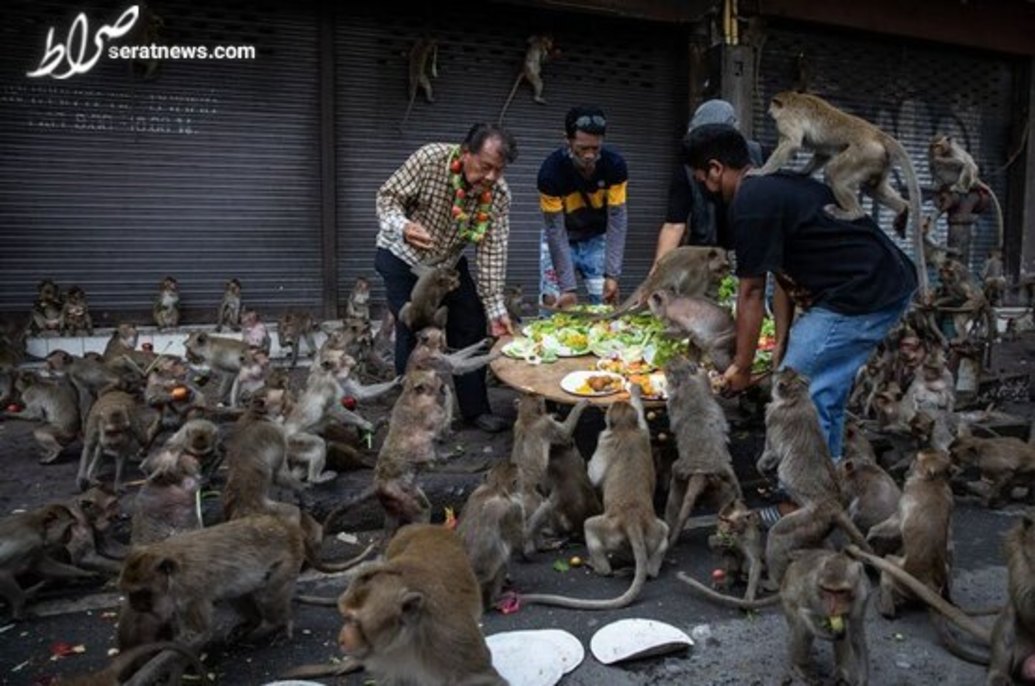 پذیرایی در جشنواره سالانه میمون ها در تایلند/ گتی ایمجز 