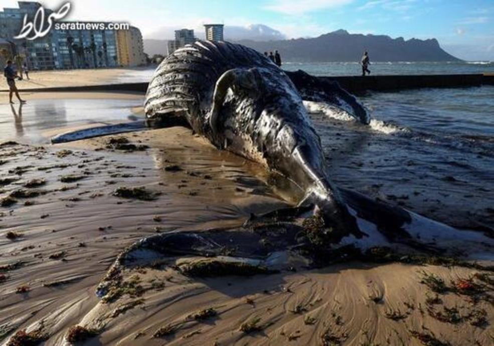 یک نهنگ گوژپشت تلف شده در ساحل استرند در کیپ غربی آفریقای جنوبی/ رویترز 